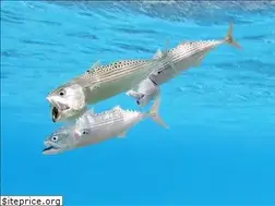 Sites similar to 100percentreefsafe.com.au