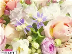 Sites similar to 11-hanasei.co.jp