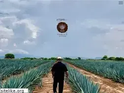 Sites similar to 123tequila.com