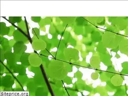 Sites similar to 418yamamoto.jp