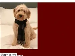 Sites similar to acadiagoldendoodles.com