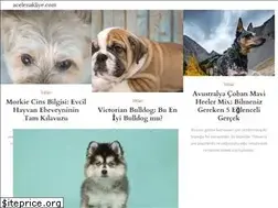 Sites similar to acelenakliye.com