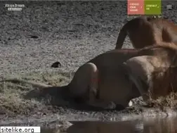Sites similar to africadreamsafaris.com