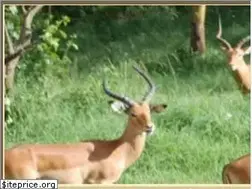 Sites similar to africansermonsafaris.org