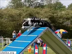 Sites similar to agility.de