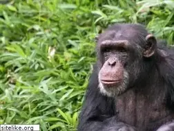 Sites similar to aidsorigins.com