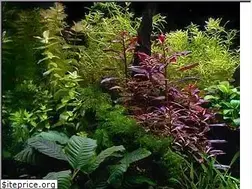 Sites similar to akvarijum.org
