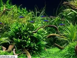 Sites similar to akvaristalexikon.hu