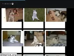Sites similar to alaskan-malamute.co.uk