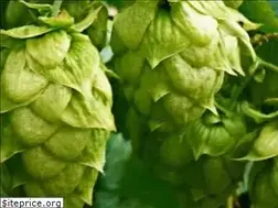 Sites similar to alesofthedead.com