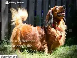 Sites similar to alldogrescue.org