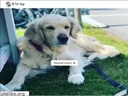 Sites similar to allfordogs.nl