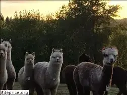 Sites similar to alpacasoforegon.com