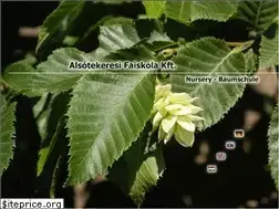 Sites similar to altekfa.hu