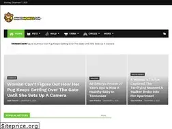 Sites similar to amazedmonkeys.com
