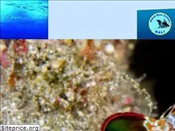 Sites similar to ameddivecenter.com