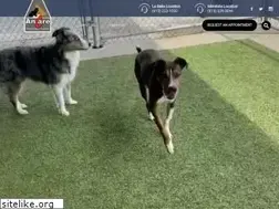 Sites similar to ancarevet.com