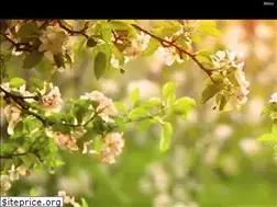Sites similar to angusfuneralhomes.com