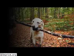Sites similar to animalcriticalcare.com