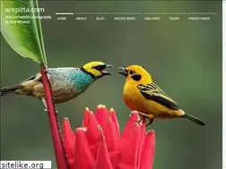 Sites similar to antpitta.com