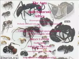 Sites similar to antsofafrica.org