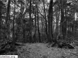 Sites similar to aokigahara.info