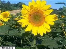 Sites similar to apiculteur-bio.fr