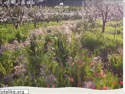 Sites similar to apricotlanefarms.com