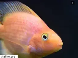Sites similar to aquariumcarebasics.com