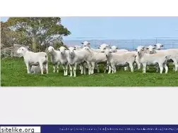 Sites similar to ardene.com.au
