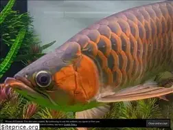 Sites similar to arowanaplantedtank.com