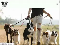 Sites similar to artemisdogtraining.com
