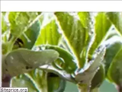 Sites similar to artigiani.tn.it