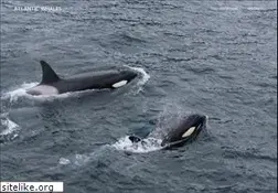 Sites similar to atlanticwhales.com