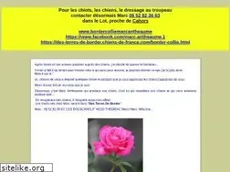 Sites similar to audebordercollie.com
