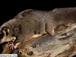 Sites similar to australiaswildlife.com