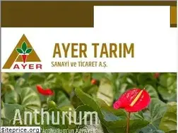 Sites similar to ayer.com.tr
