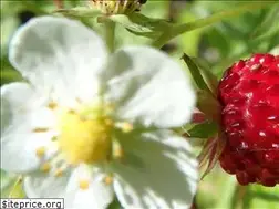Sites similar to ayur-garden.com