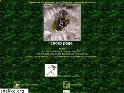 Sites similar to badassbees.com
