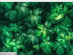 Sites similar to bahceliyasam.com