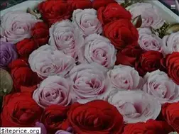 Sites similar to baliflowershop.com