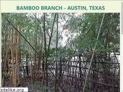 Sites similar to bamboobranch.com