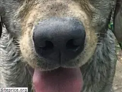 Sites similar to barebonesdogwash.com