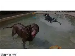 Sites similar to barkavepet.com