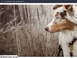 Sites similar to barketing.co