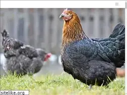 Sites similar to barnevelderclub.us