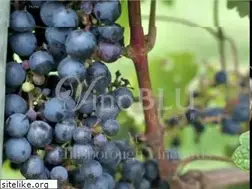 Sites similar to barvinoblu.com