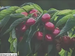 Sites similar to bccherry.ca