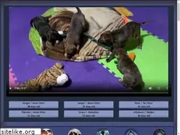 Sites similar to bcsportdogs.com
