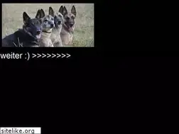 Sites similar to belgianmalinois.de